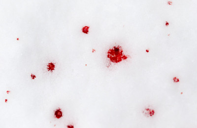 雪上有红色的血