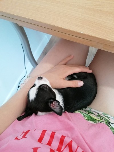 黑白相间的吉娃娃小狗。