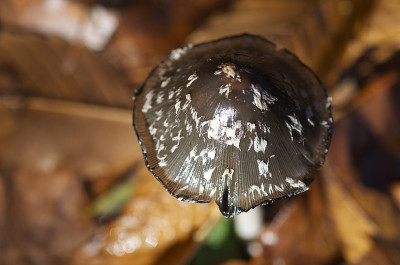 Coprinopsis picacea