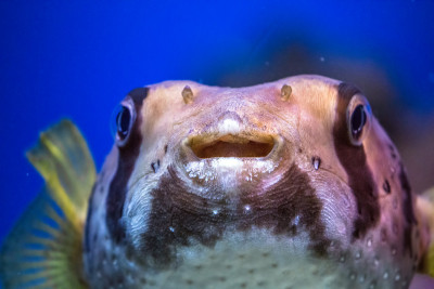 好奇的狗鱼肖像在莫斯科水族馆