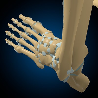 人体骨骼关节和韧带解剖医学概念3D