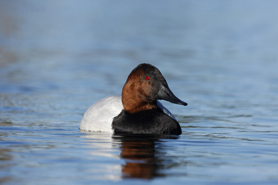 Canvasback, Aythya valisin野外