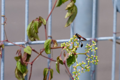 Sceliphron caementarium