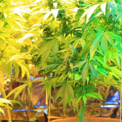 在培养箱中培养大麻花