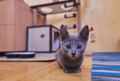 猫和公寓生活