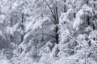 雪纷纷涌入美洲落叶松