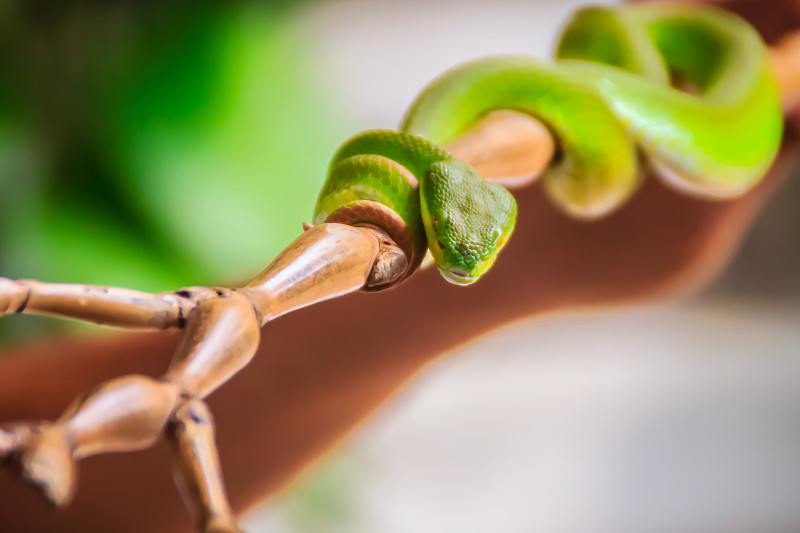 一条可怕的绿色毒蛇正在树枝上爬行。绿蝮蛇(Trimeresurus)又称亚洲棕榈蝮蛇、亚洲矛头蝰蛇和