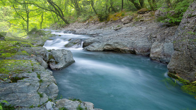 这条小溪在森林中蜿蜒流淌