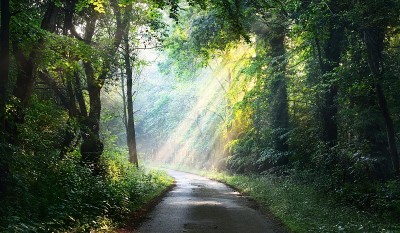森林道路在一个绿色的雾蒙蒙的森林与阳光的背景。德国奥斯纳布吕克