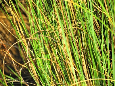 野生植物文摘