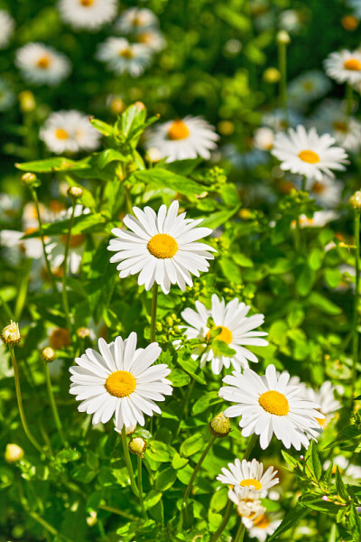 甘菊