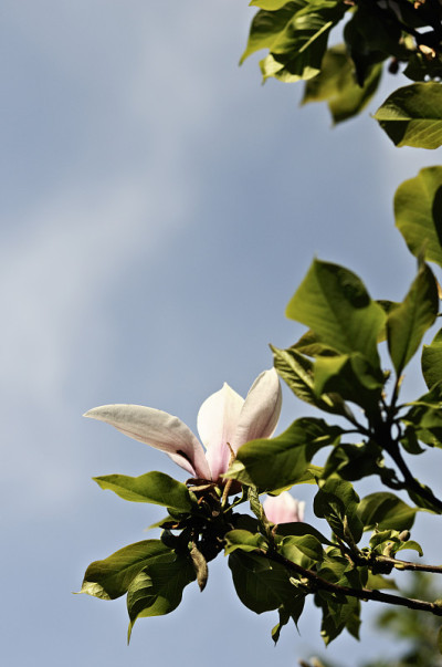 木兰和忧郁的天空