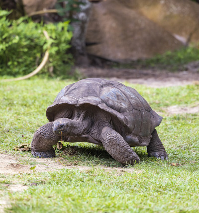 亚达伯拉巨龟(Aldabrachelys gigantea)，位于印度洋的塞舌尔群岛上