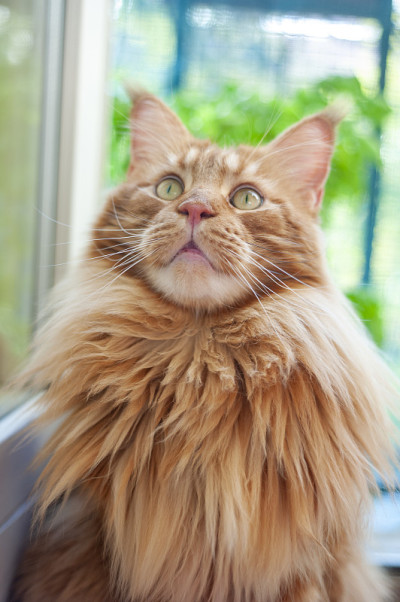美丽的姜猫正在家里放松