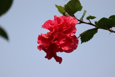 红芙蓉夏季