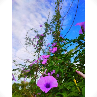 紫牵牛花