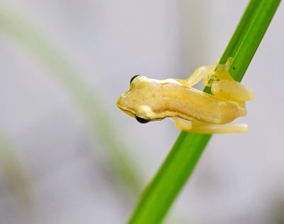 青蛙坐在树上