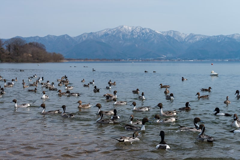 在阳光明媚的日子里，一群大天鹅(天鹅座)在蓝色的泻湖或湖水上