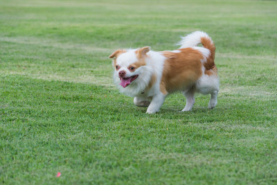 西藏猎犬