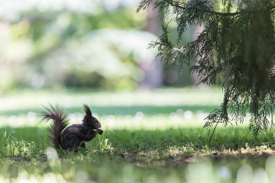 Squirell