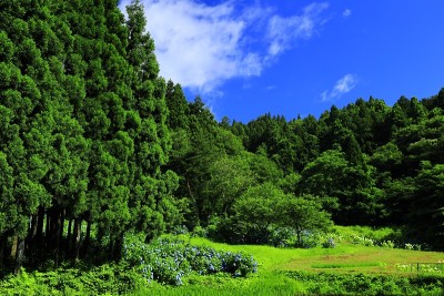 岩手县绣球花和田田