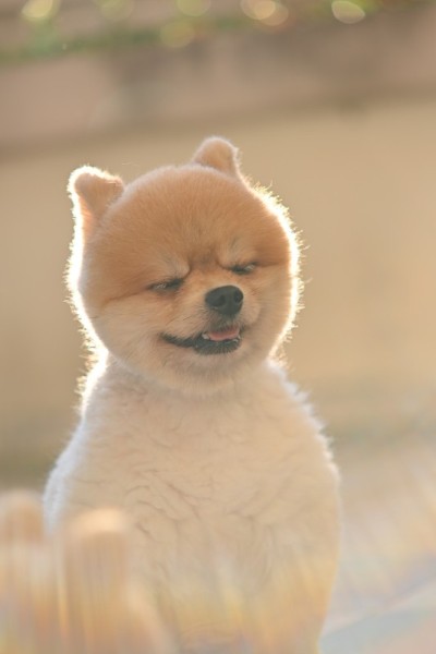 博美犬可爱的宠物在早上快乐的微笑