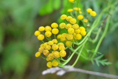 艾菊(Tanacetum)