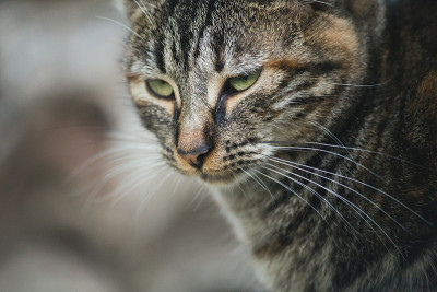 美丽的猫咪自由自在