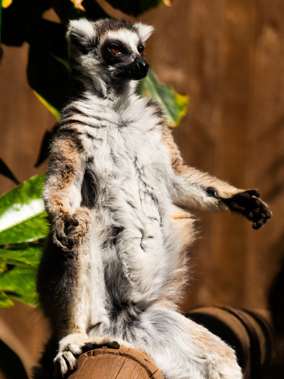 狐猴的冥想。