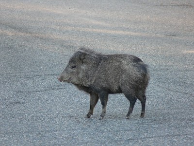 Javelina 微笑