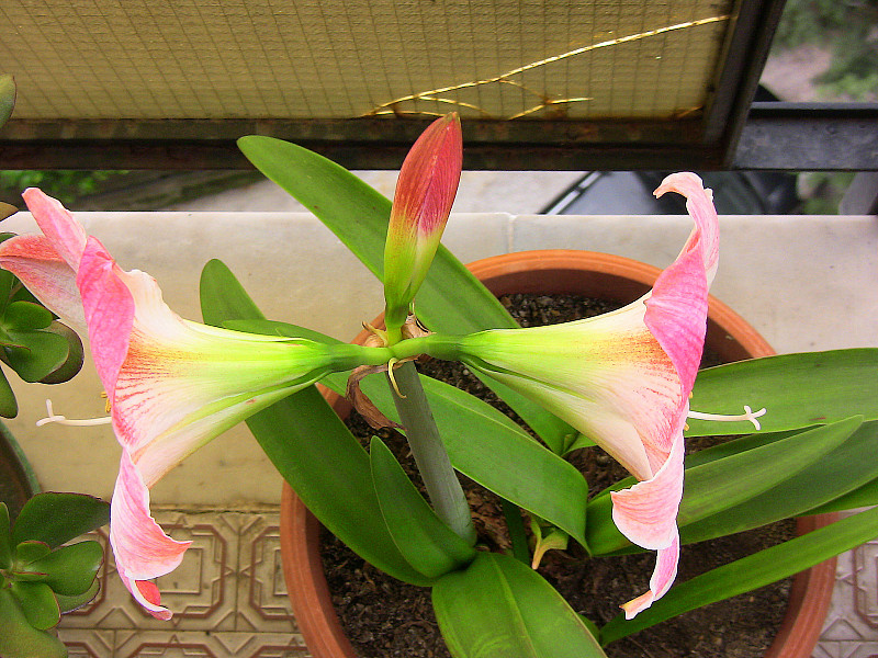 意大利那不勒斯——2020年5月10日:红顶朱顶花(Hippeastrum hybrid)，开美丽的