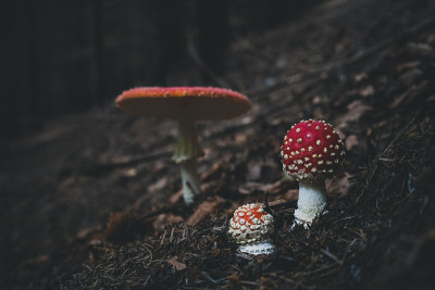 在森林中飞木耳蘑菇