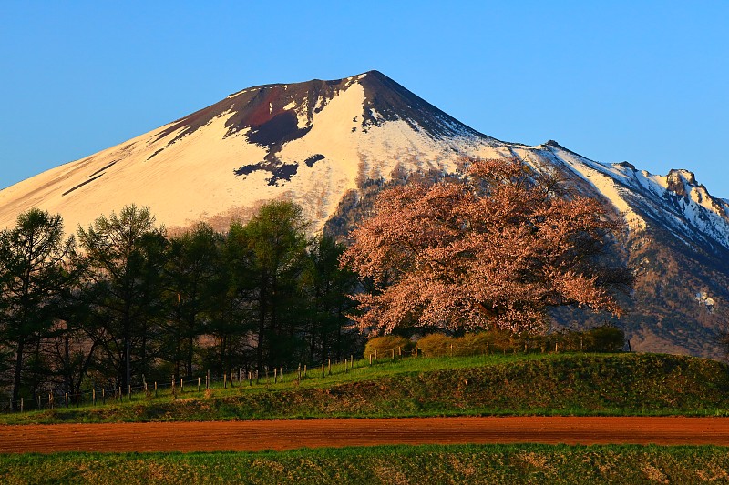 岩手山和樱花