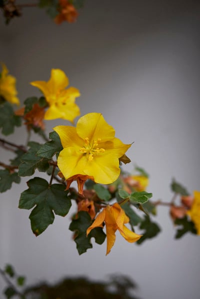 Fremontodendron