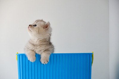猫，猫，猫