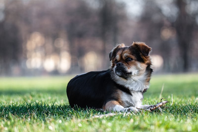 西藏猎犬。