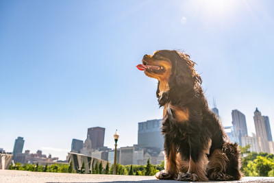 骑士国王查尔斯的长毛猎犬坐在一个风景优美的城市里。