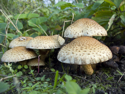 木耳蘑菇