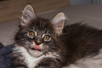 缅因猫宝宝用舌头舔他的鼻子