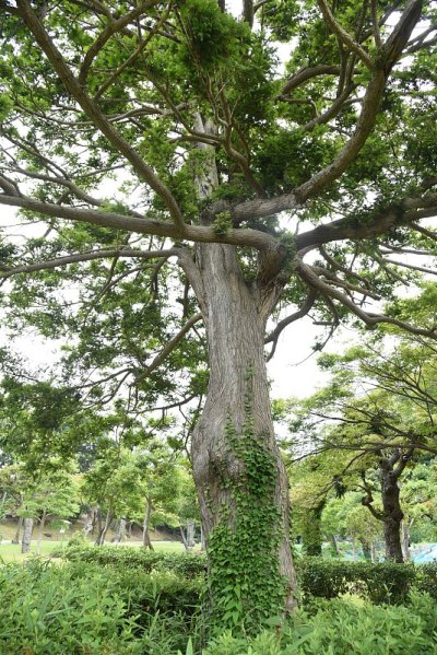 日本torreya