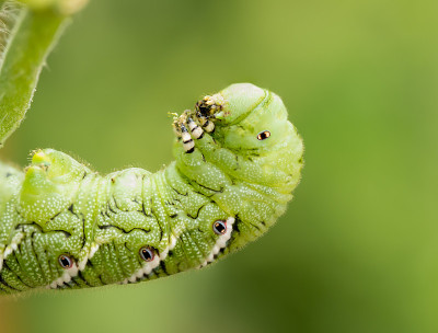西红柿角虫，Manduca quinquemaculata，近距离显示毛毛虫吃，同时靠在番茄植物的茎