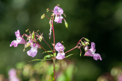 喜马拉雅香脂（impatiens gladulifera）