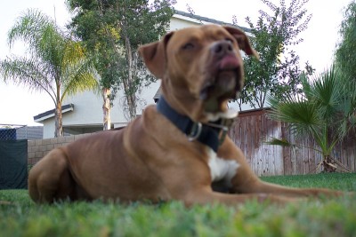 Rednose斗牛犬