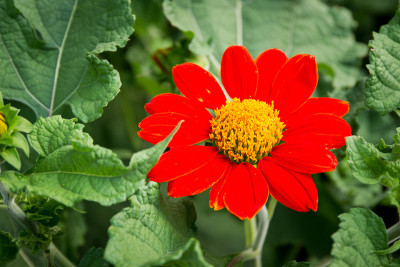 花
