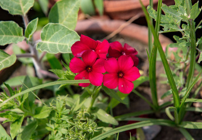 小长春花花
