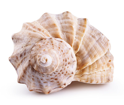 海贝壳孤立