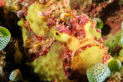 霍格Frogfish