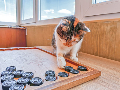 有趣的花猫在室内玩双陆棋，宠物智力