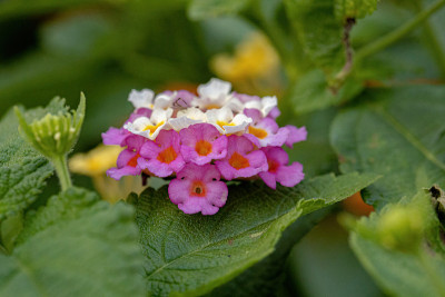 马缨花