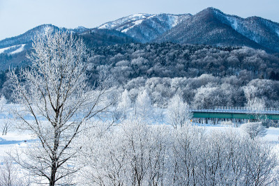 北海道富野的树木被霜覆盖。
